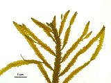 Porzione apicale sterile
